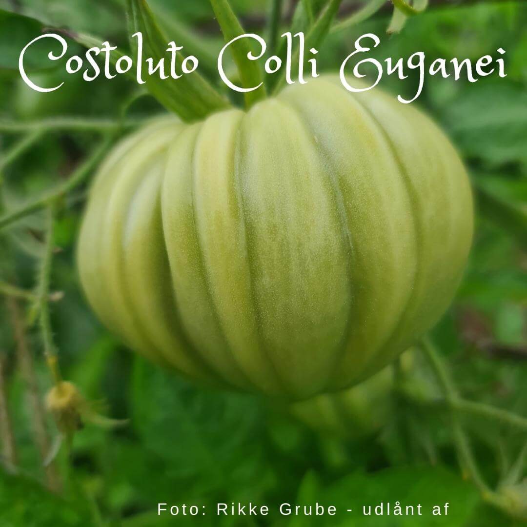 Costoluto Colli Euganai